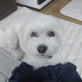 びーとがＴシャツを離さない／洗車の画像