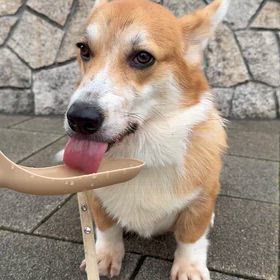 水がぶマイちゃんの画像