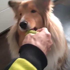 ご褒美キャベツの画像