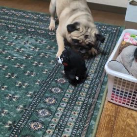 ゆるキャラ対決その後の画像