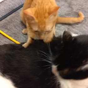 長女チビにゃんの画像