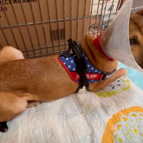 2/22 ミクちゃんゴロンの動画＆ご支援のお礼の画像