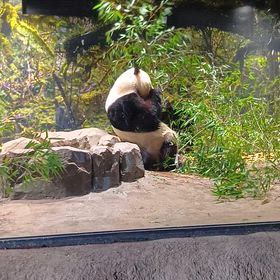 パンダさん観覧2の画像