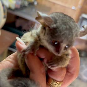 ショウガラゴ 女の子の画像