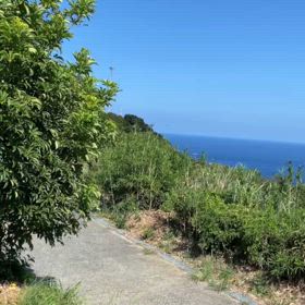 ☆八丈島…☆の画像