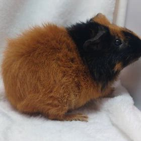 テディモルモット♂くんご家族様募集♪の画像