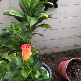 ハイビスカスの蕾がが開いていく動画撮りましたの画像