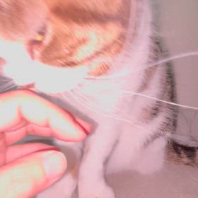 舐めてくれるきちゃんの画像