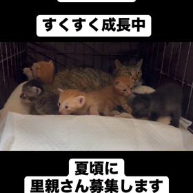 子猫が生後3週間になりました(^^)の画像