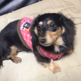 おねだりポーズ♪の画像