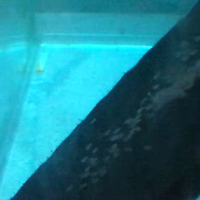 エンゼル  産卵 6日目の画像