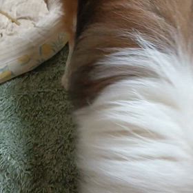 探せ探せの画像