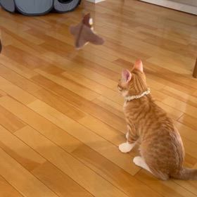 隣の爺さんの画像