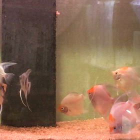 エンゼル  60cm水槽の画像