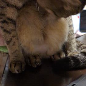 お腹毛繕い中の画像