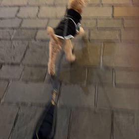 アポロ君　メリークリスマスの画像