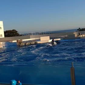 あいらぶシャチ＼(^o^)／の画像