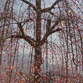 桜がもちそうの画像