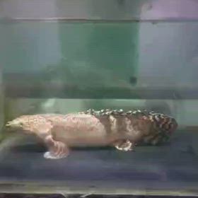 またまた神級激レア魚！日本初輸入 プラチナオルナ キングショート！の画像