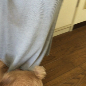 【動画】私のママの号令！と、昨晩から。。の画像