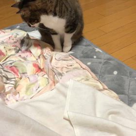 時間を取られるのよ…10回を15回にしたら。なんかいるにゃの画像