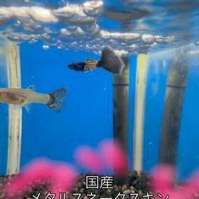 2025.11.8入荷のお知らせの画像