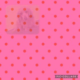 DOGXDOG パインちゃんの画像