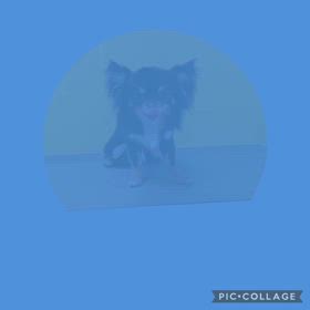 DOGXDOG ほくとくんの画像