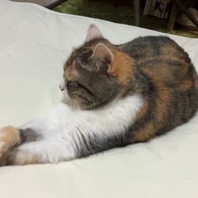 残しておきたくてその12の画像