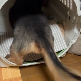 ぼくの日常の画像