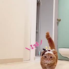 エッホ、エッホの画像