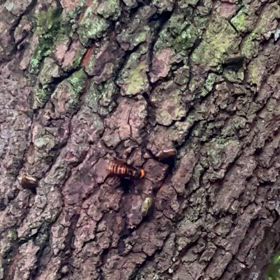 3 本日、日中のカナブン観察の画像