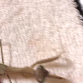 人間だったら100歳くらいかなぁーの画像