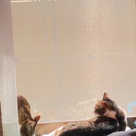 にゃんことにゃんこ。初めて知る傷だらけの車の所有権！の画像