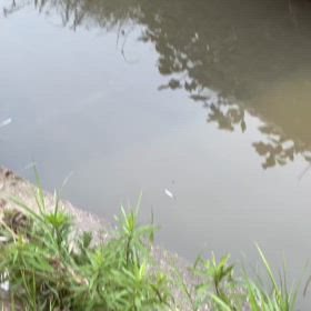 近所の小川  (Part 16)の画像