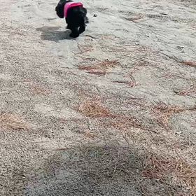 走ったよの画像