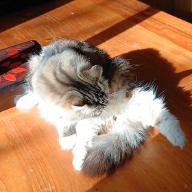 羨ましく思うことの画像