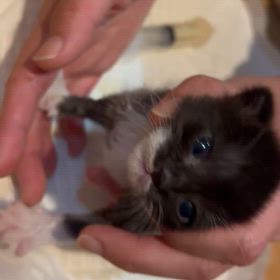 ミルクのあげ方教えてもらいましたの画像