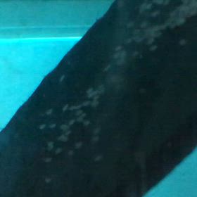 エンゼル  産卵 5日目の画像