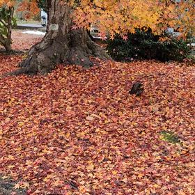 五箇願満寺の大銀杏はすっかり葉を落としてイロハモミジが彩りを残していますの画像