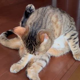 追いかけても、話しかけてもの画像