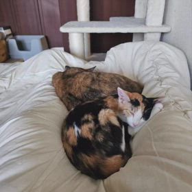 AI ってスゴい！の画像