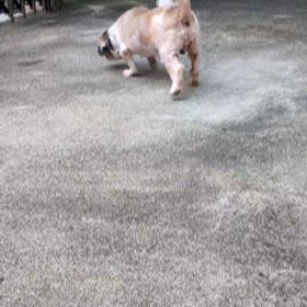 よい仔の皆さんの画像