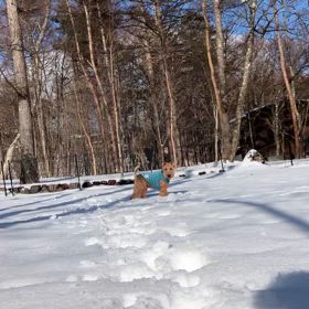 ウェルシュテリアの画像