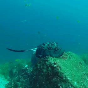 ウグル島周辺にも鮫、イルカ、鯨などの情報が‼️の画像