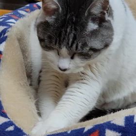 ふみふみのみの画像