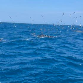 今日はお休みしてます！でも今日は朝から跳ねてますの画像