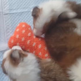 生後33日目になりましたの画像