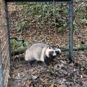 玉ねぎの苗を植えるの画像