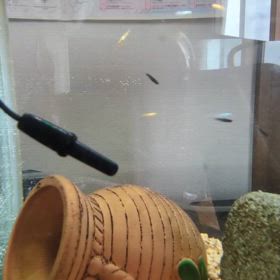 たまごからかえっためだかの画像